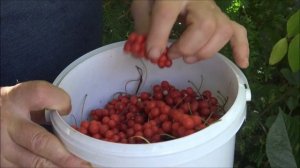 ЛИМОННИК - делюсь СЕКРЕТОМ БОЛЬШОГО УРОЖАЯ / DelaOgorodnieTV