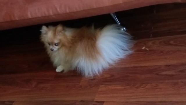 Собаке снится страшный сон