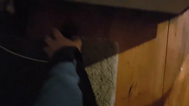 Zuru Robo Alive Cockroach!! - What the cats think..... смотреть онлайн