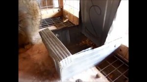 кролики выгребают корм? как с этим бороться