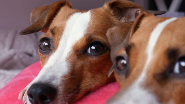 КАК ВИДЯТ СОБАКИ? | С ТОЧКИ ЗРЕНИЯ СОБАКИ? смотреть онлайн