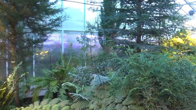 Ботанический сад им. А. Генкеля ПГНИУ смотреть онлайн