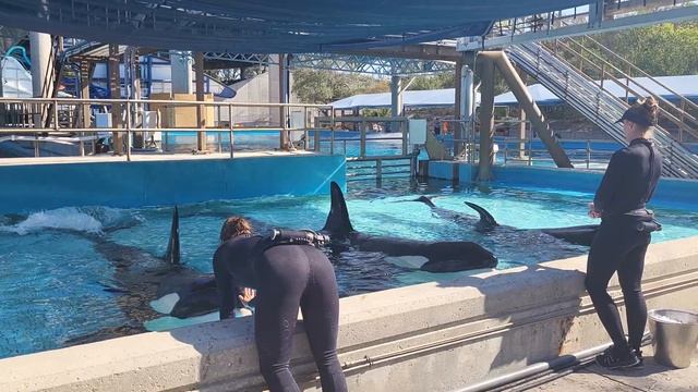 3 Orca (Killer Whales) at Seaworld in San Antonio - behide the scenes event 2022 in 4K смотреть онлайн
