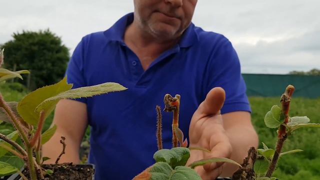 Як відрізнити щеплені саджанці ківі від живцьованих? (Частина друга) смотреть онлайн