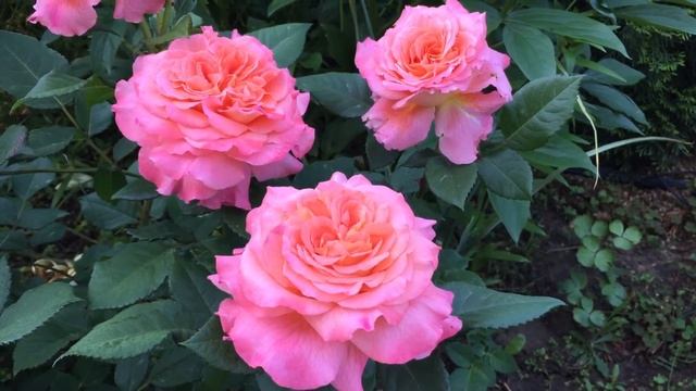 ШИКАРНАЯ Роза АВГУСТА ЛУИЗА! Изысканный и утончённый сорт! смотреть онлайн