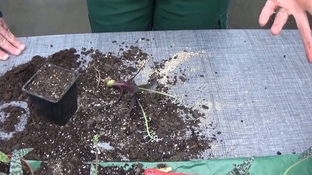 Conseil jardinage: Scilla violacéa: comment faire la culture et division: (Ledebouria) plante verte смотреть онлайн