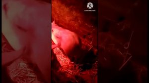 Поросята Темпо, СМ-1 на продажу у Александра