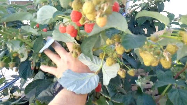 Обзор малины Золотая Зюгана и продолжение обзора малины Версаль смотреть онлайн