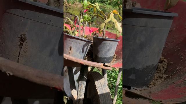 Como cuidar un cactus de Navidad consejos útiles que te van a ayudar смотреть онлайн