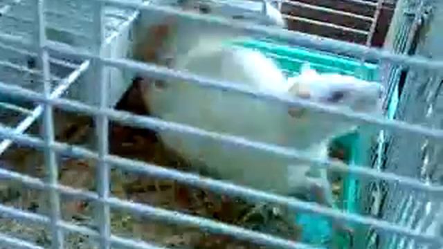 Мои крысы смотреть онлайн