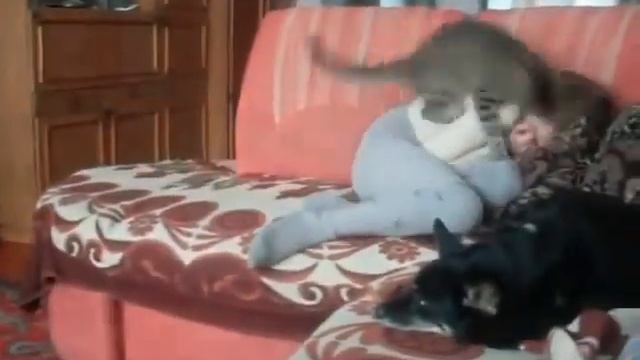 Злой кот нападает смотреть онлайн