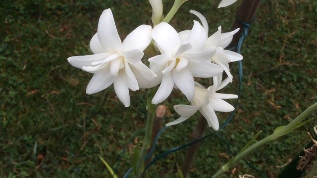 Tubéreuse, Polianthes tuberosa 'La Perle' Le blanc à l'état pur смотреть онлайн