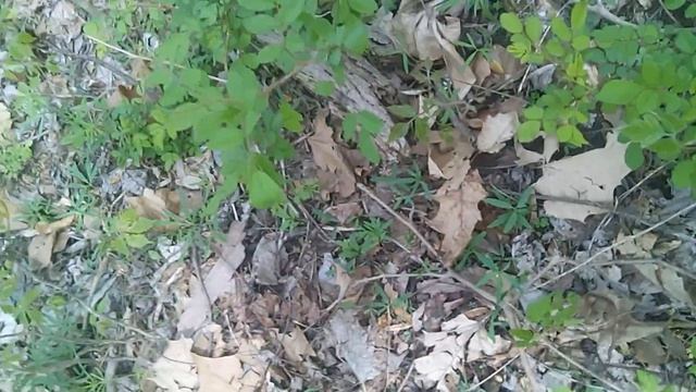 Small Cluster Of Gray Morels! Indiana 2016!!!