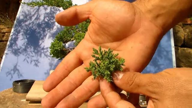 Ramas traseras en bonsai. Sonare bonsai. juniperus procumbens nana. canal de bonsai смотреть онлайн
