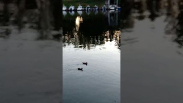 Летний вечер и утки смотреть онлайн