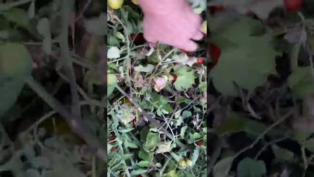 Дуэл Эрли томат ранний от семинис смотреть онлайн