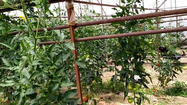 Доходу зор ТЕПЛИЦА сатылат ~ Даяр бизнес ~ 3 бокс ~ 26 сотых смотреть онлайн