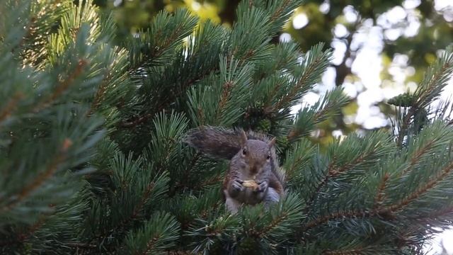 ЛЕСНЫЕ ОБИТАТЕЛИ .ЛУГА.НАСЕКОМЫЕ.ДИКИЕ ЖИВОТНЫЕ .ПРИЯТНАЯ МУЗЫКА FOREST.WILD ANIMALS .PLEASANT MUSI смотреть онлайн