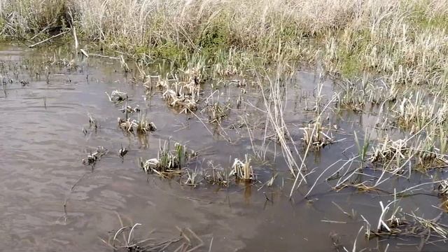 Сивуч 370 смотреть онлайн