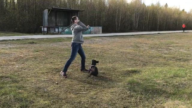 Французский бульдог- акробат смотреть онлайн