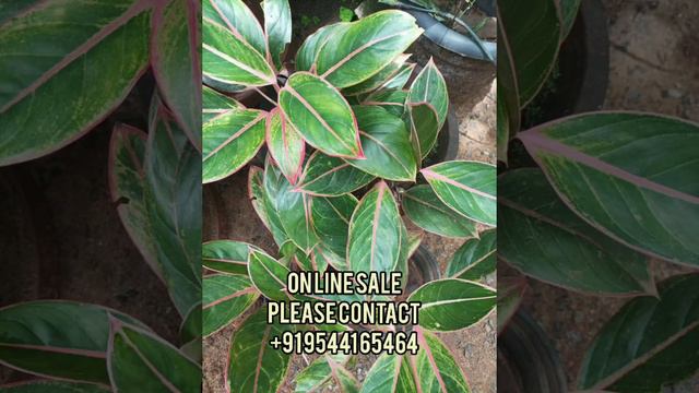 Aglaonema Lipstic Varieties|white Lipstic|pink Lipstick|black Lipstick|Gardeneca_home