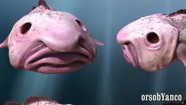 IL PESCE PIU' BRUTTO DEL MONDO - PSYCHROLUTES MARCIDUS смотреть онлайн