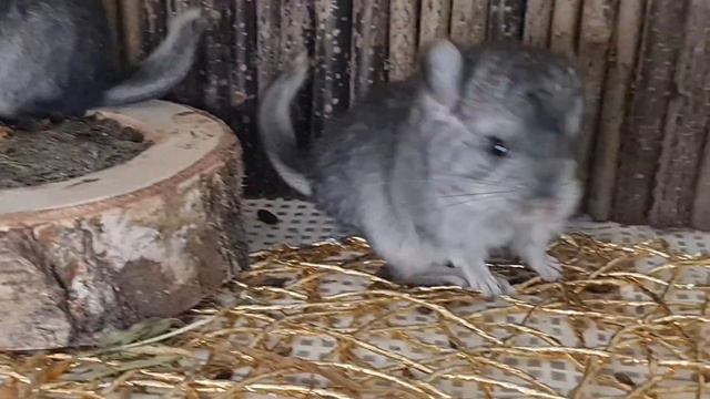 В поисках Нового Дома Мальчик Стандарт 67% Носитель Ангоры и 67%"Носитель Голдбора! смотреть онлайн