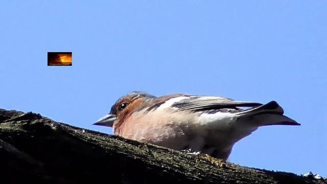 Лесные птицы! Forest birds! смотреть онлайн