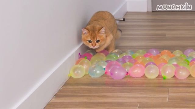 Can Kittens Walk On Water Balloons? смотреть онлайн