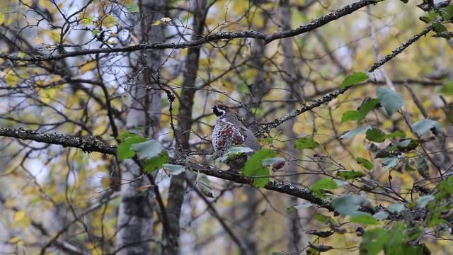 Рябчик поет в осеннем лесу. Карелия. 2015. смотреть онлайн
