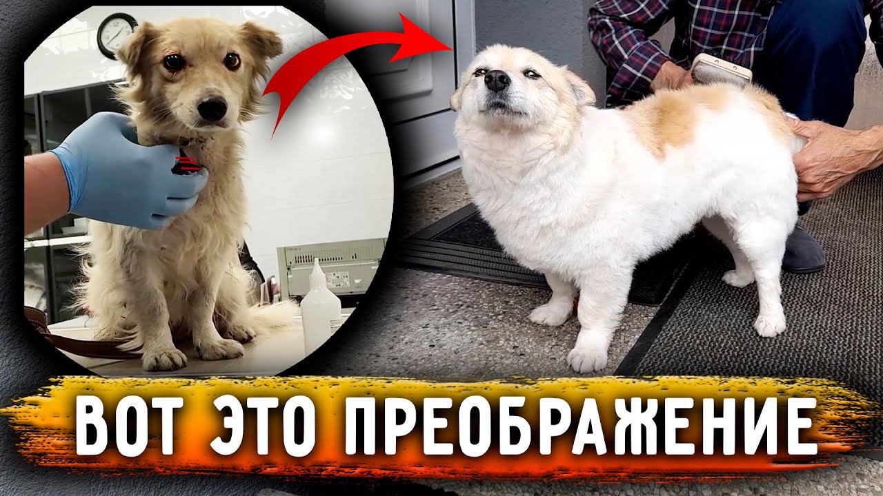 Арчи подобранный с разорванной шеей , после лечения уехал в новую семью, в Германию к нашей Доре. смотреть онлайн