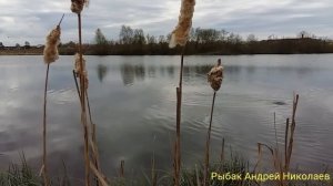 Боковой кивок. Огромные караси. Портновская. Рыбак Андрей Николаев.