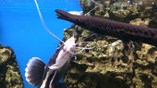 Мой домашний аквариум (Щука кушает) смотреть онлайн