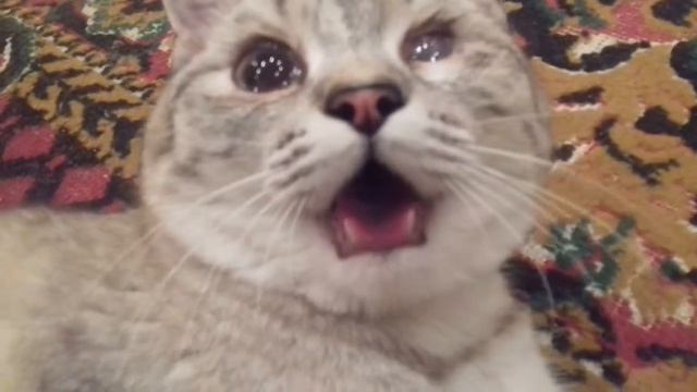 Кошка Алиса дышит как собака смотреть онлайн