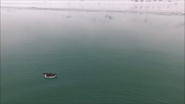 Зимующие морские птицы юга Чукотского полуострова смотреть онлайн