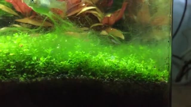 Alghe: Oedogonium capillare смотреть онлайн