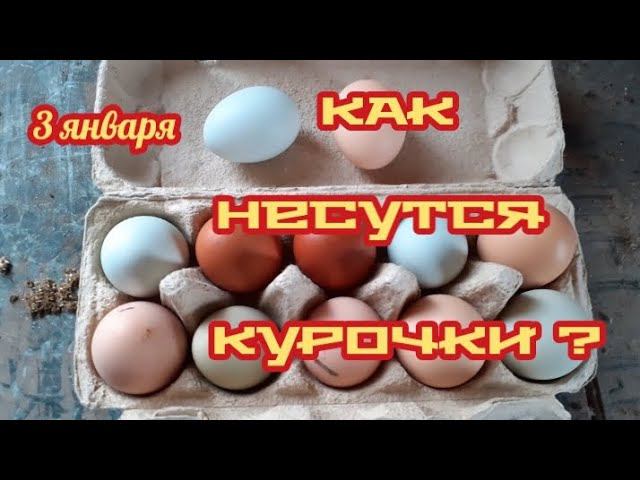 Полдень. Собрал яйцо.... смотреть онлайн