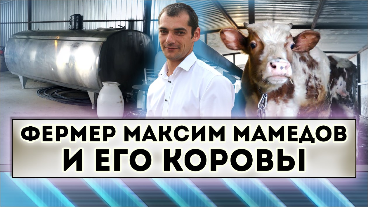 Фермер Максим Мамедов и его коровы смотреть онлайн