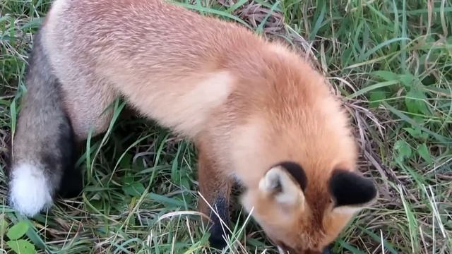 Лиса хитрая смотреть онлайн