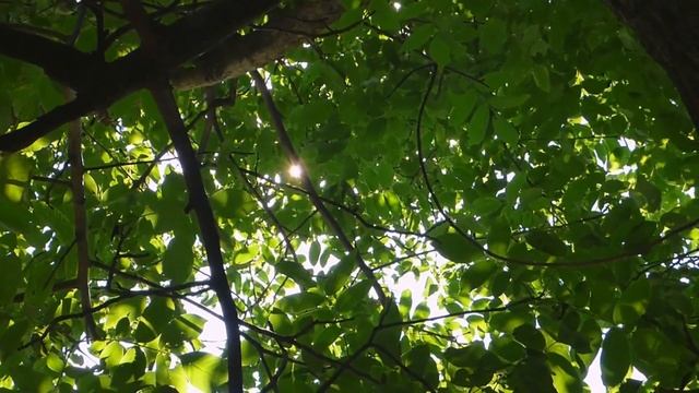 Михаил Пришвин | Барсучьи норы смотреть онлайн