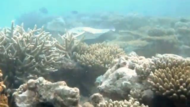 Chase for the Stingray in the Ocean, Maldives смотреть онлайн
