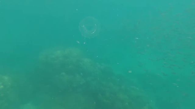 Snorkelling Koh Phangan Thailand 2020 смотреть онлайн