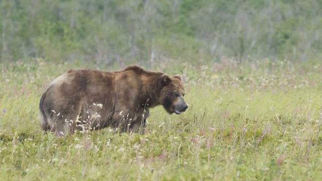 Bears & Медведи