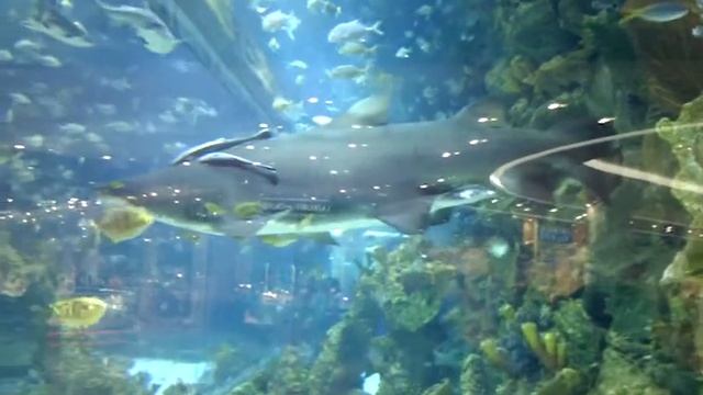 Акула в киевском ТРЦ "Океан Плаза" смотреть онлайн