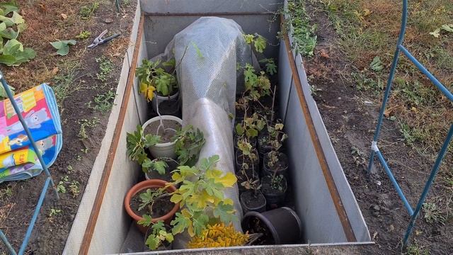 Укрытие инжира на зиму в Самарской области. смотреть онлайн
