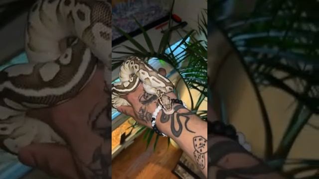 Ball python bite смотреть онлайн