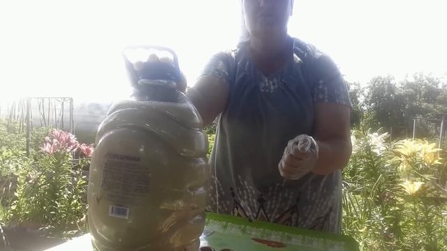 Спасаем клубнику от паутинного клеща! Проверенный способ борьбы смотреть онлайн