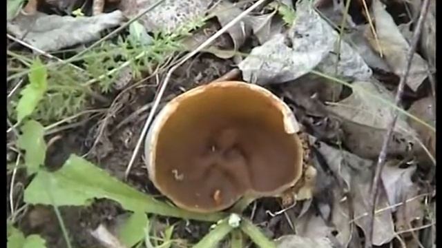 Редкие грибы попались в Касплянскм лесу и подосиновики. смотреть онлайн