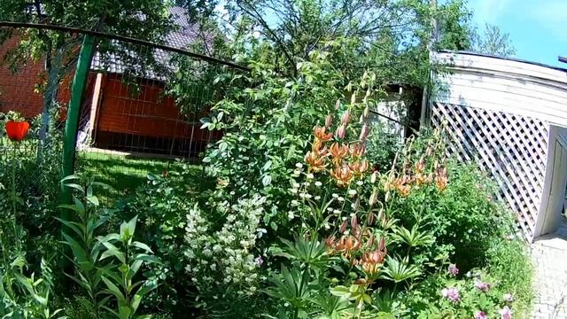 Розы. Первая волна цветения. смотреть онлайн