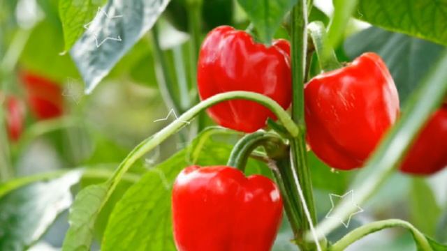 СЛАДКИЙ ПЕРЕЦ - ПОЛЬЗА И ВРЕД | болгарского перца польза, чем полезен сладкий перец? болгарским смотреть онлайн